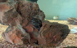 Angelfish fish for sale: Fish & tank - Image 6