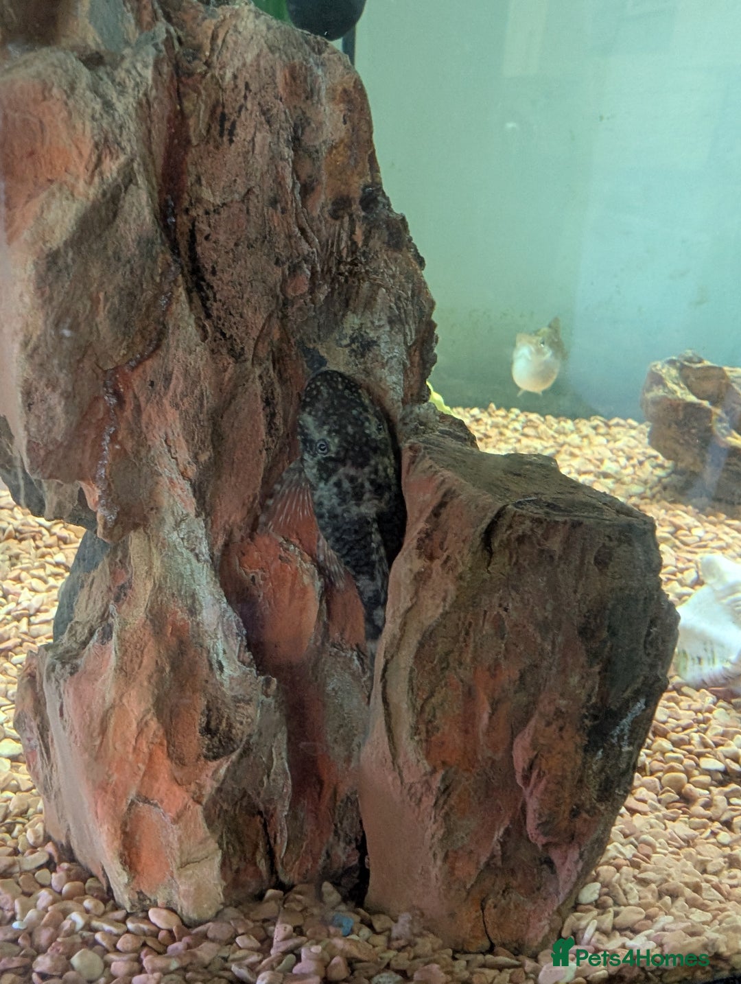Angelfish fish for sale: Fish & tank - Image 6