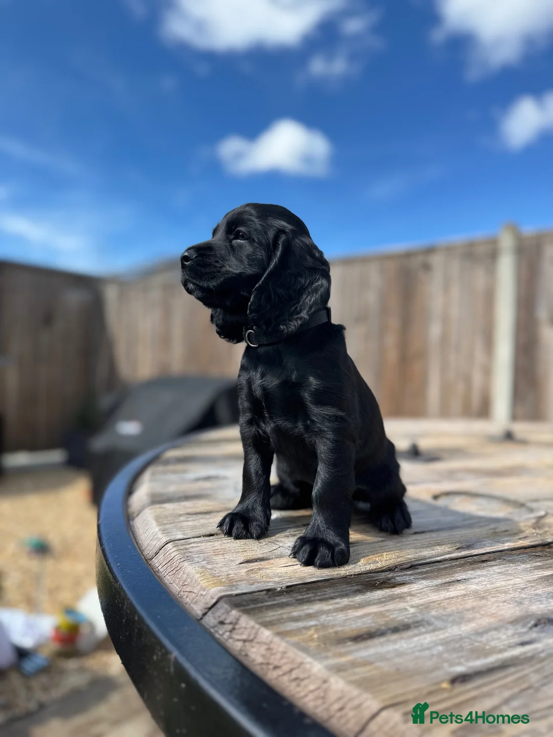 Cocker Spaniel dogs for sale: Black Cocker Spaniel Puppies in Lampeter - Advert 2