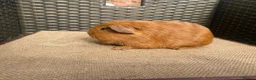 Guinea Pig rodents for sale: Baby Guinea pigs available ready now - Advert 7