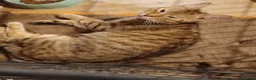 Mixed Breed cats for sale: 5 x kittens lovely colours - Advert 3
