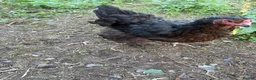 Chickens poultry for sale: Pair of brahmas - Advert 20