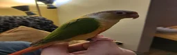 Conures birds for sale: Pineapple Conure in Bonnybridge - Advert 1