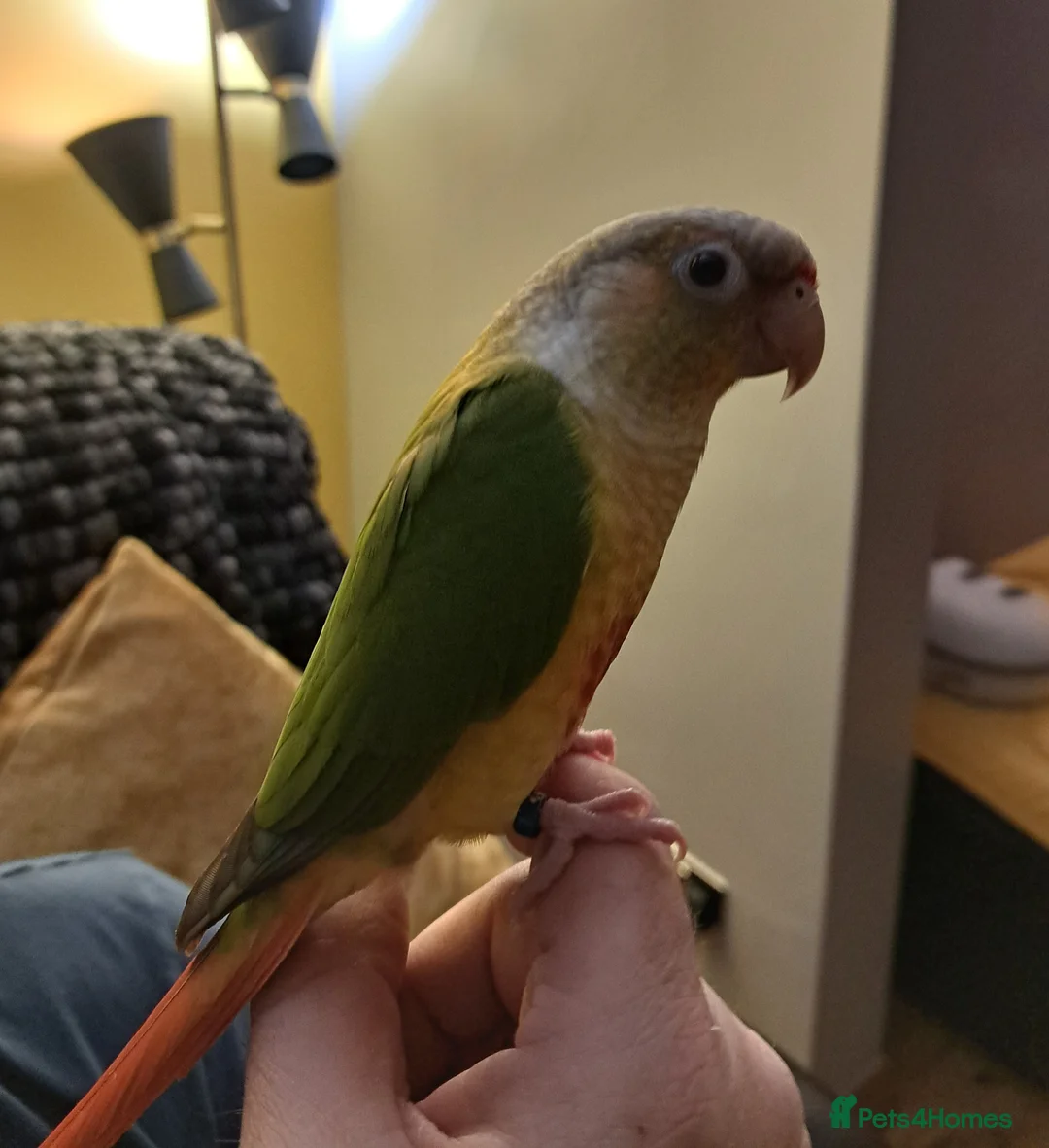 Conures birds for sale: Pineapple Conure in Bonnybridge - Advert 1