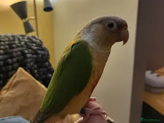 Conures birds Pineapple Conure - Advert 15