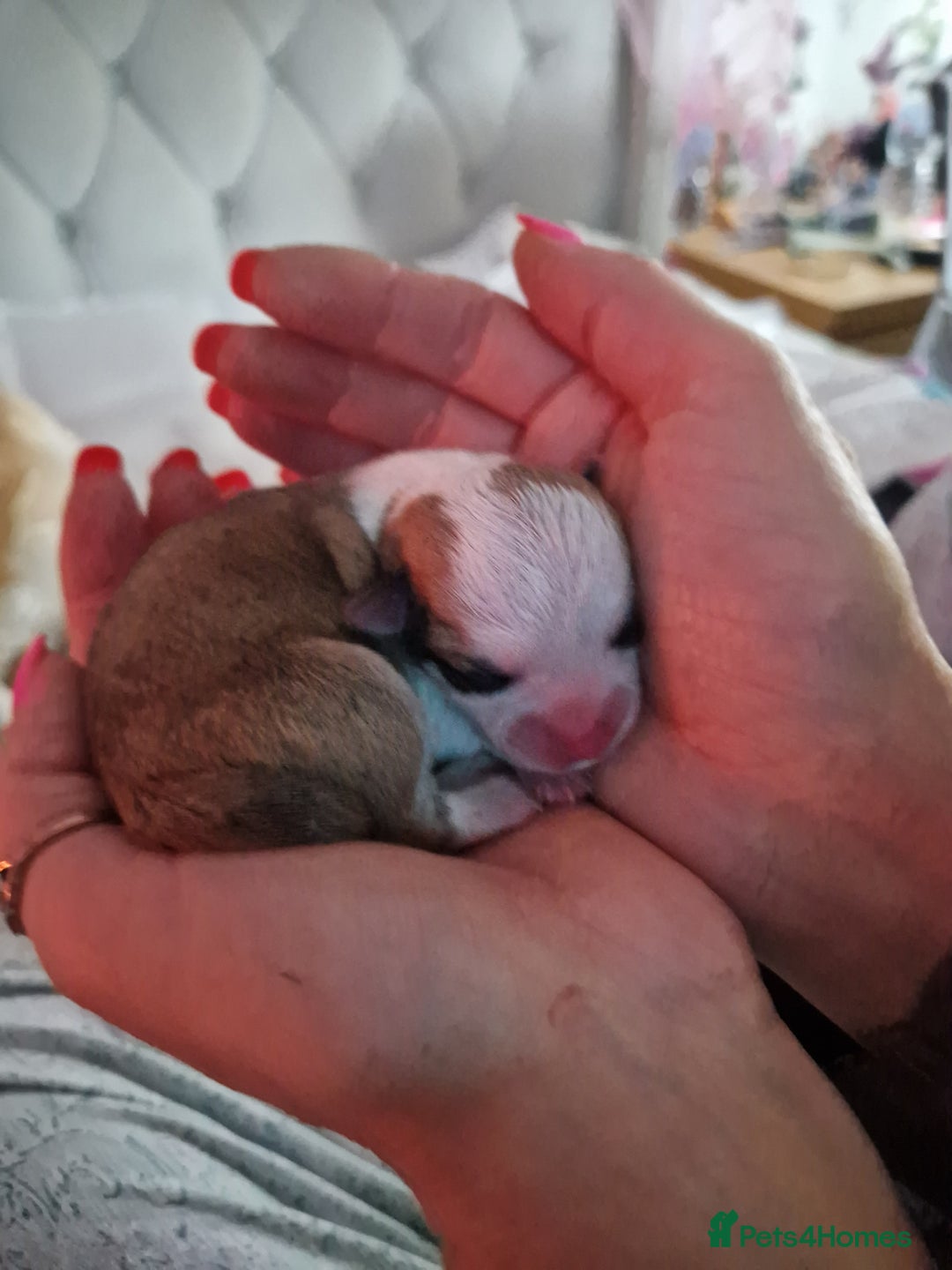 Chihuahua dogs for sale: Beautiful chihuahua girls for sale! - Advert 8