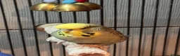 Budgerigars birds for sale: Adorable, tame budgie - Advert 5