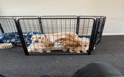 Cockapoo dogs for sale: STUNNING F1 COCKAPOO PUPPIES  - Image 13