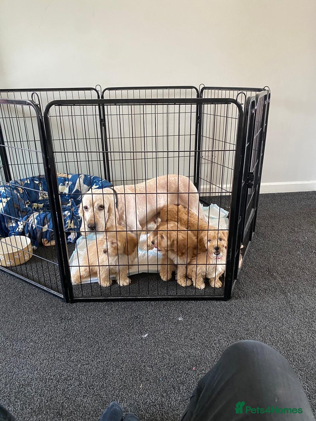 Cockapoo dogs for sale: STUNNING F1 COCKAPOO PUPPIES  - Image 13