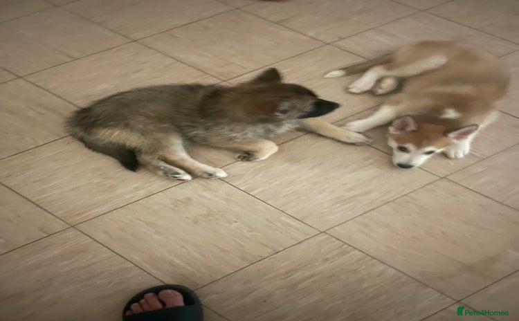 Shepsky dogs - Advert 6