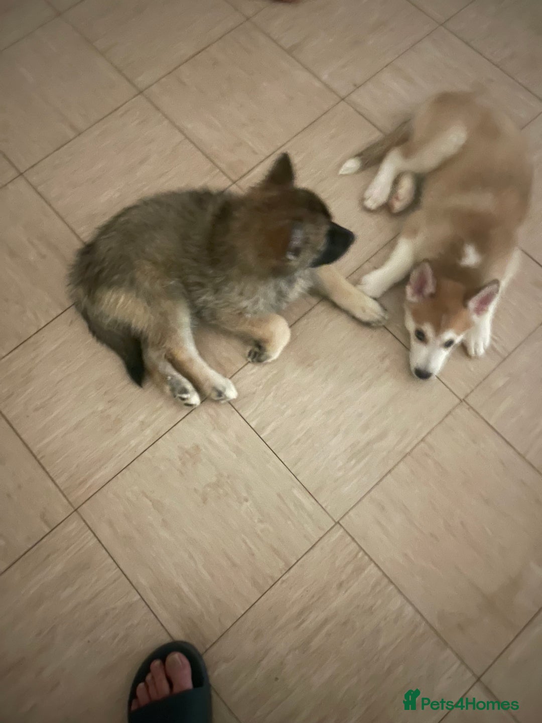 Shepsky dogs for sale: Fluffy puppies - Image 1