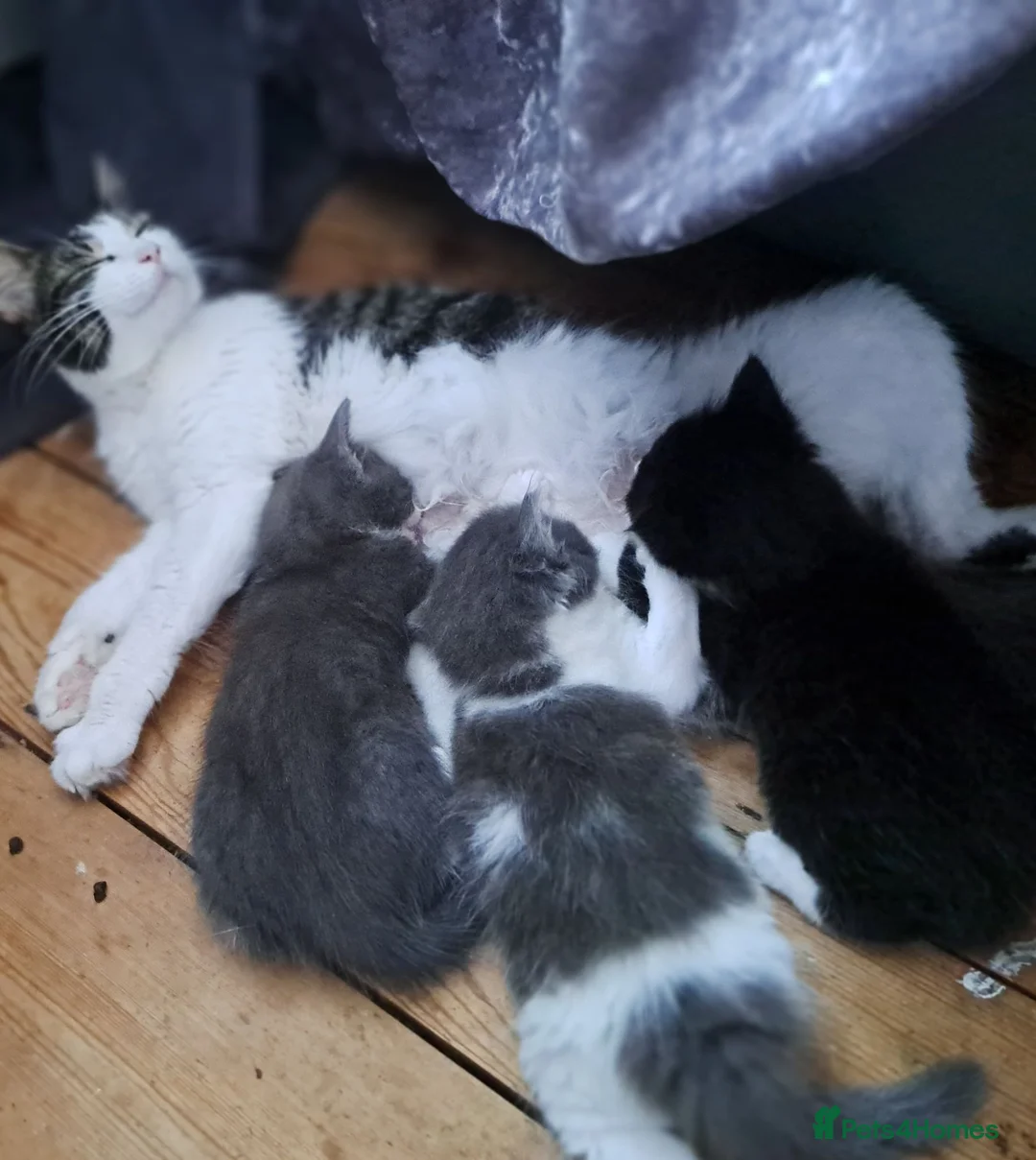 Mixed Breed cats for sale: Stunning mixed breed kittens - Advert 2