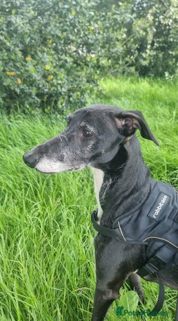 Lurcher dogs in Warwick - Advert 1