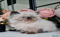 Persian cats for sale: Beautiful persian kittens  - Image 28