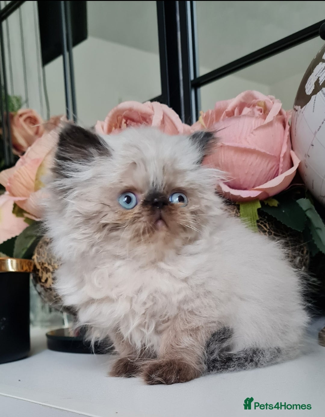 Persian cats for sale: Beautiful persian kittens  - Image 28