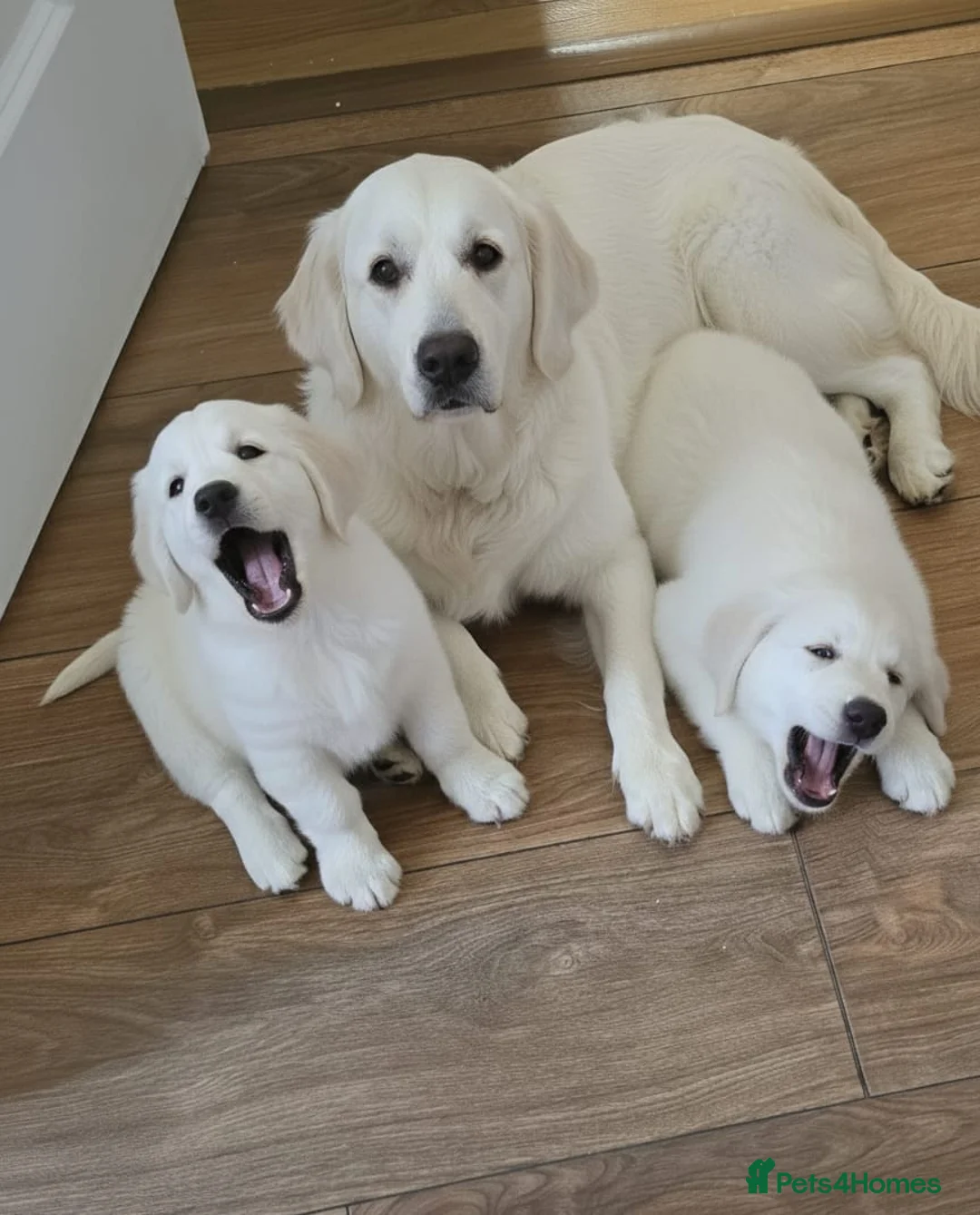 Golden Retriever dogs for sale: LAST 2 STUNNING PUPPIES  - Advert 3