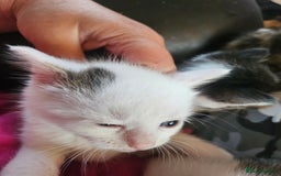 British Shorthair cats for sale: 3 kittens  - Image 13