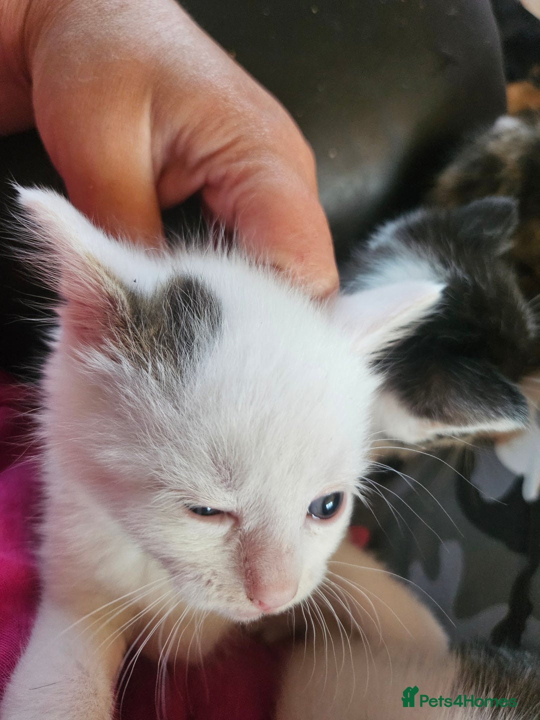 British Shorthair cats for sale: 3 kittens  - Image 13