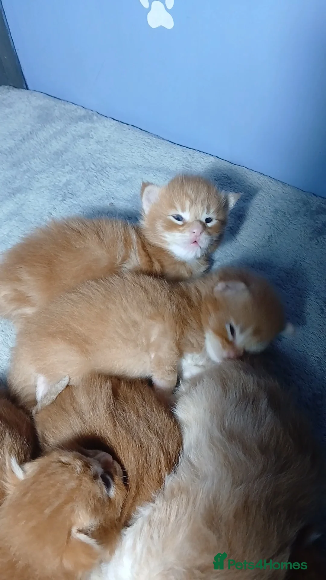 Maine Coon cats for sale: Sweet and Beautiful Pure Breed Maine Coon Kittens - Advert 14