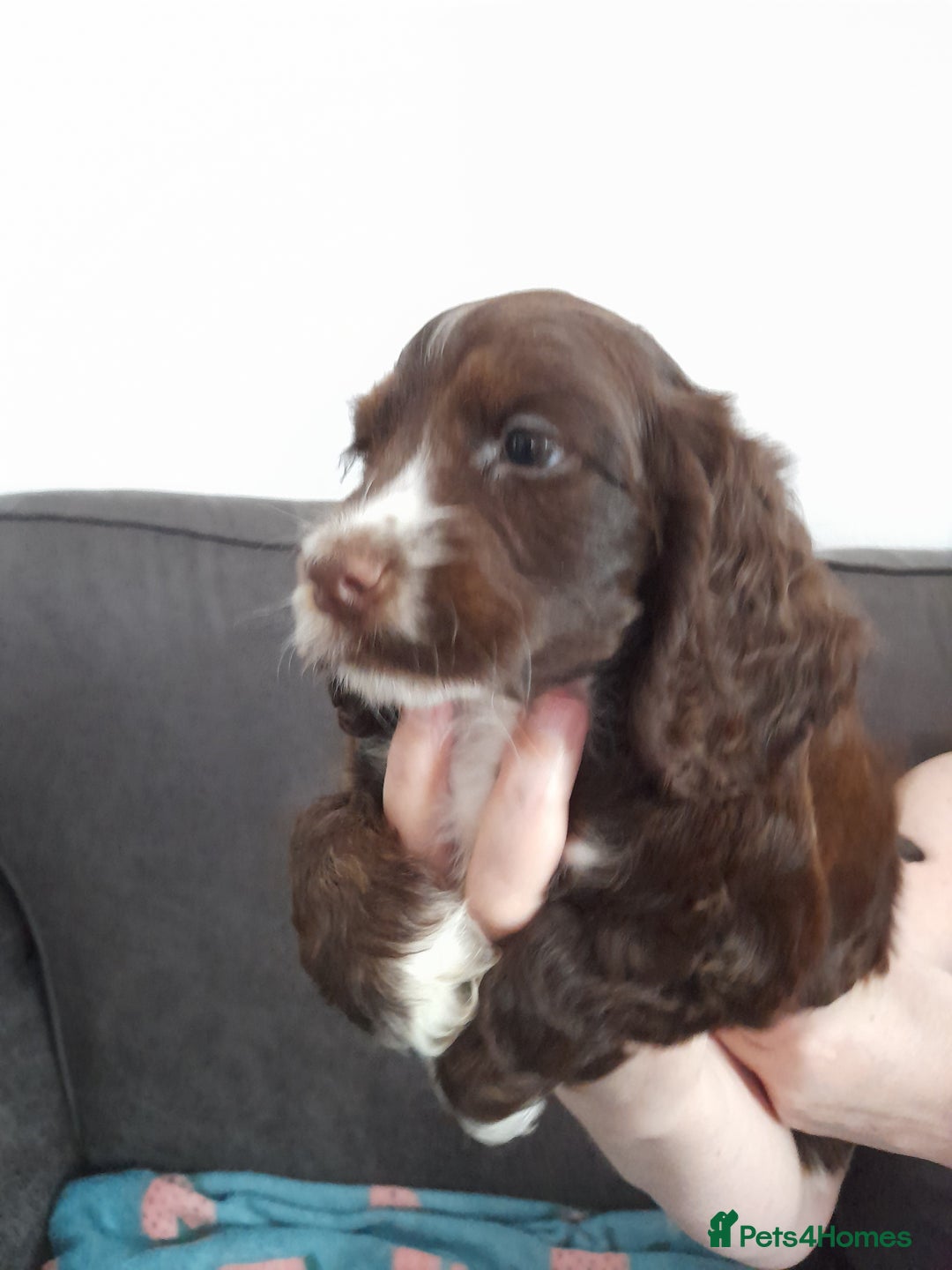 Cocker Spaniel dogs for sale: Beautiful kc reg show cocker puppies Ready Now - Image 7