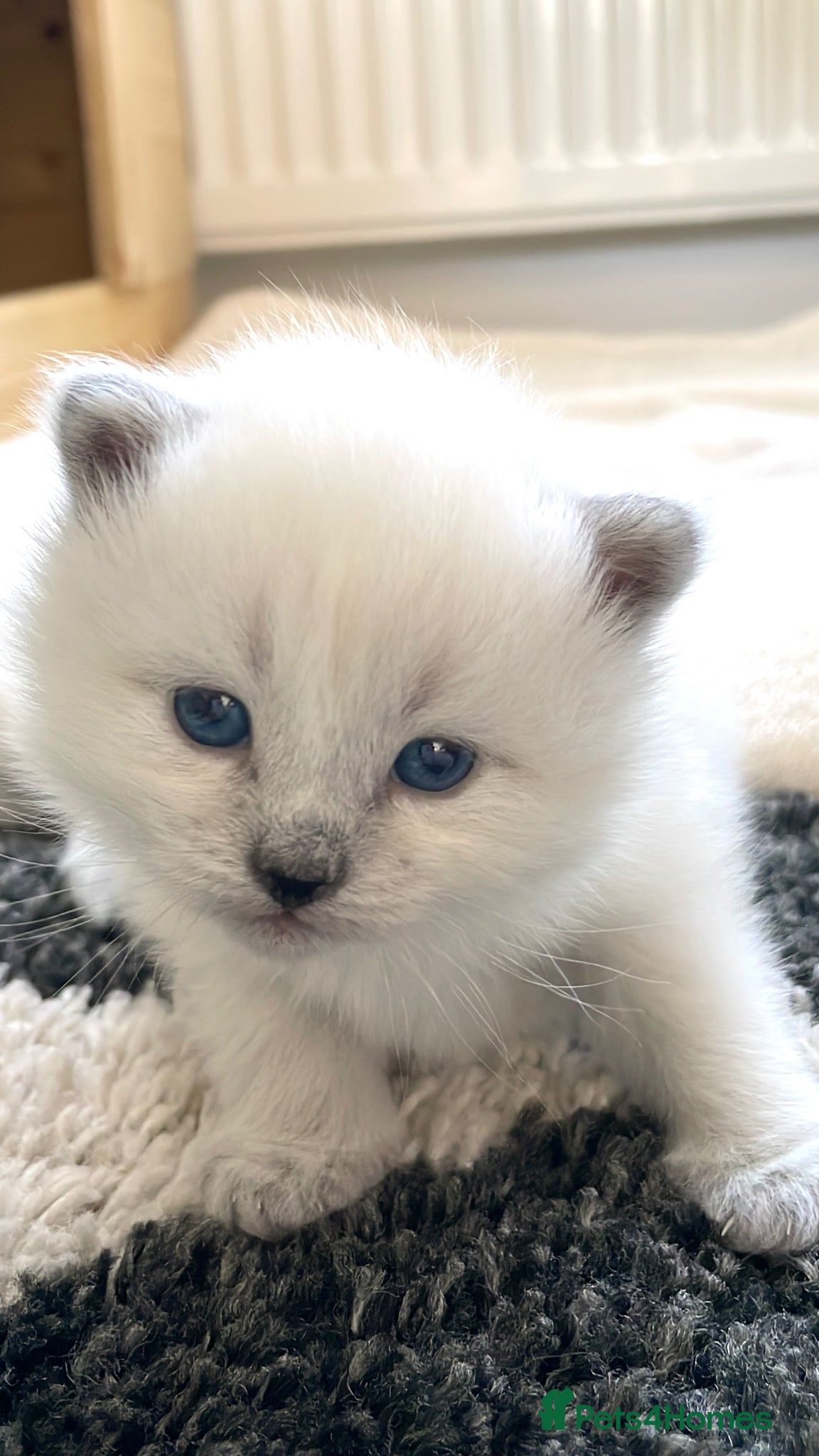 Siberian cats for sale: 2 Pure Neva Masquerade kittens available  - Advert 10