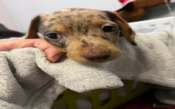 Miniature Dachshund dogs for sale: Stunning miniature dachshund puppies  - Image 8