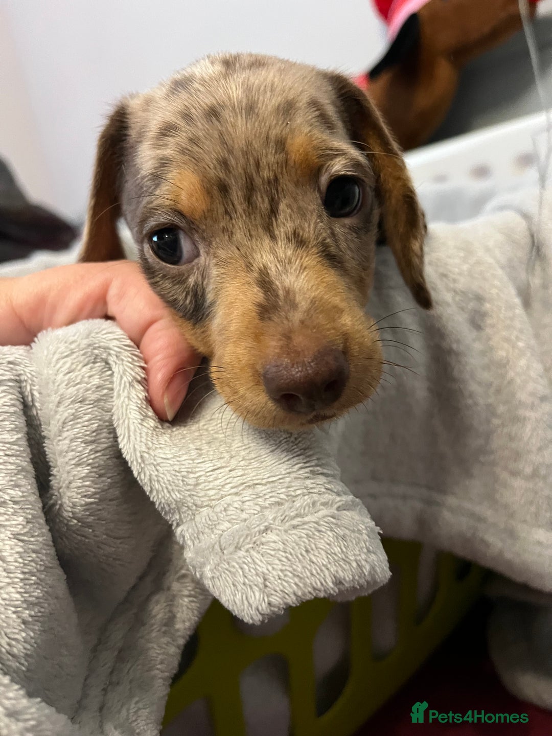 Miniature Dachshund dogs for sale: Stunning miniature dachshund puppies  - Image 8
