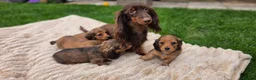 Miniature Dachshund dogs for sale: Miniature longhaired dachshund shaded cream girls in Cambridge - Advert 25