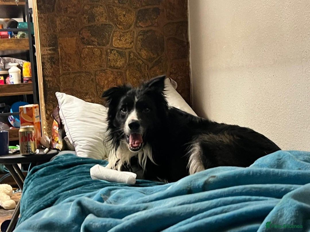 Border Collie dogs for adoption: Meet LOKI !  He desperately needs a Loving Home ! - Image 10