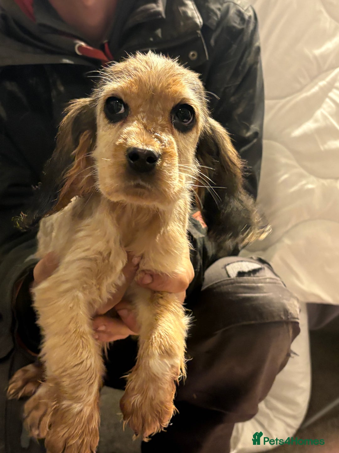 Cocker Spaniel dogs for sale: Show cocker spaniel puppies - Advert 5