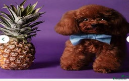 Yorkiepoo dogs for sale: 🐾 Tiny Yorkiepoo Puppies – Ready 29th August! 🐾 - Image 13
