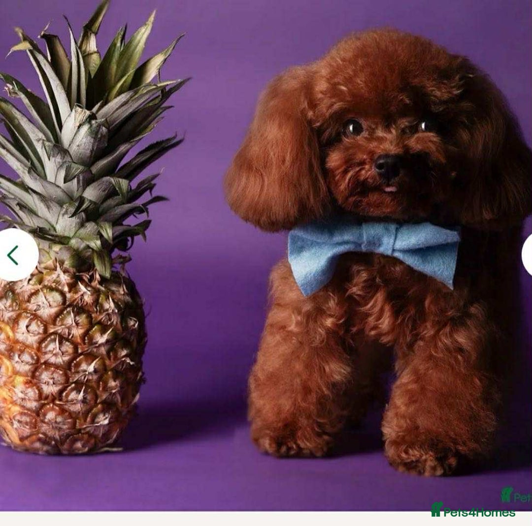 Yorkiepoo dogs for sale: 🐾 Tiny Yorkiepoo Puppies – Ready 29th August! 🐾 - Image 13