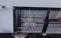 Ringnecks birds for sale: 9 month old ringneck and cage - Image 1