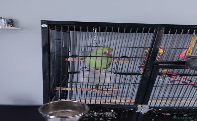 Ringnecks birds - Advert 1