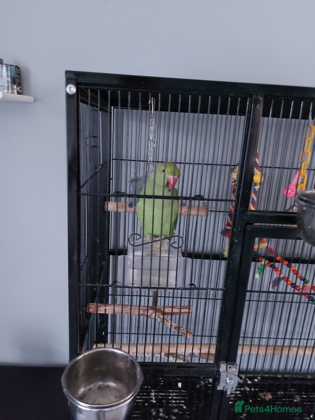 Ringnecks birds for sale: 9 month old ringneck and cage - Image 1