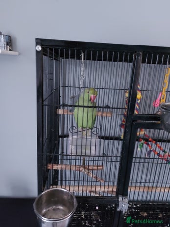 Ringnecks birds - Advert 2