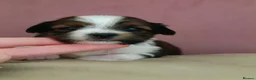 Biewer Terrier dogs for sale: 🐕Yorkshire terrier- Luxury Colors🤍🧡🖤🤎 - Advert 24
