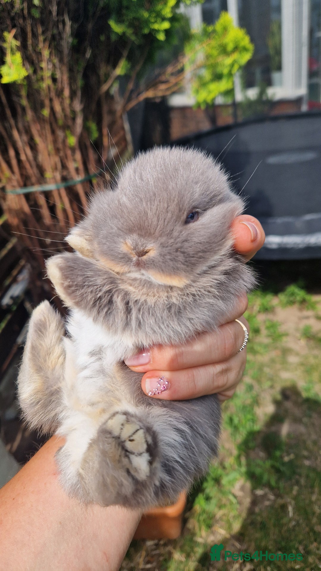 Mini Lop rabbits for sale: 4 mini lops - Image 5
