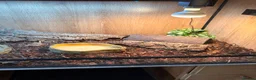 Skink reptiles for sale: northern blue tongue skink  approx 8 months old  in Bromsgrove - Advert 5