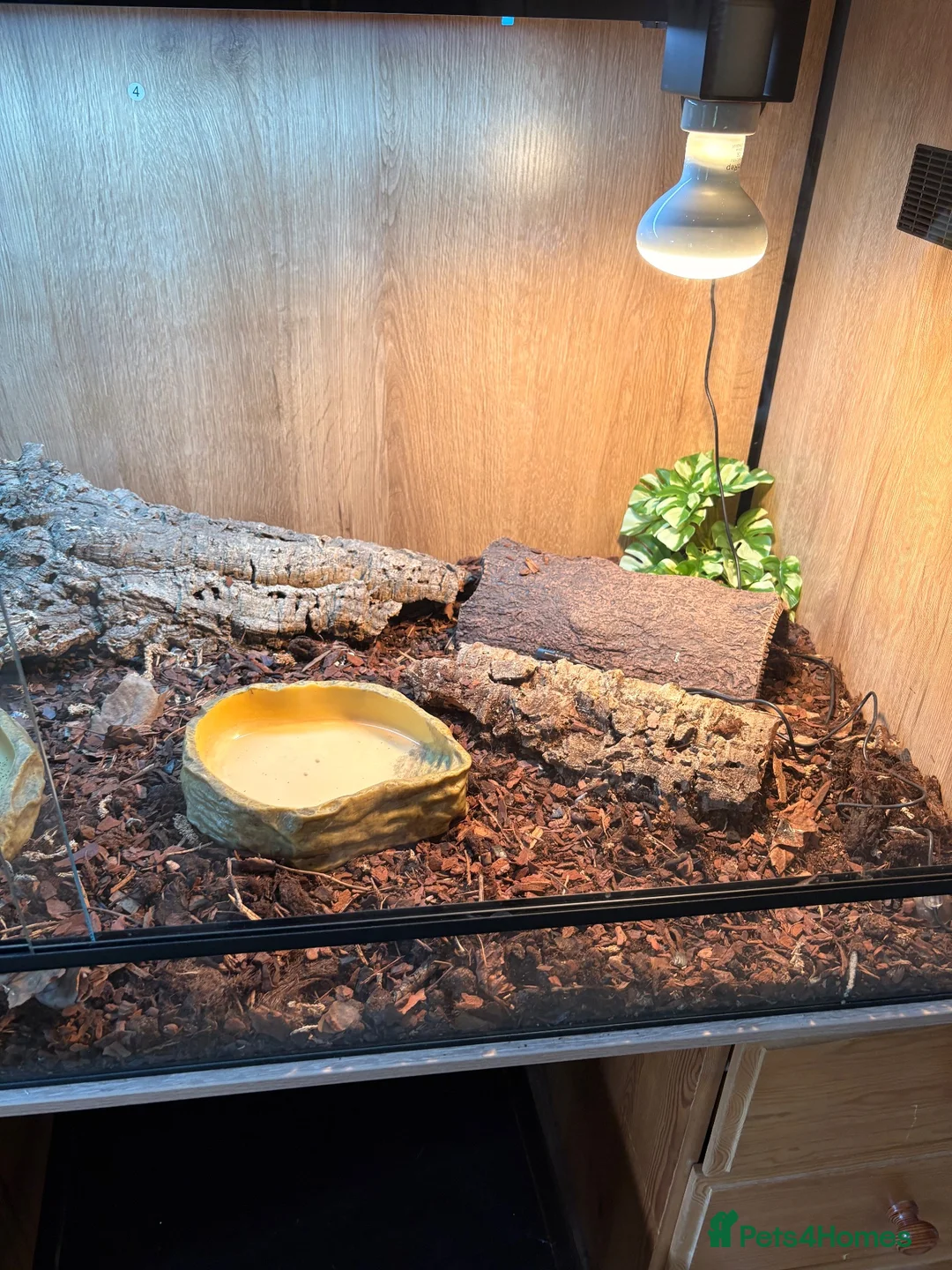 Skink reptiles for sale: northern blue tongue skink  approx 8 months old  in Bromsgrove - Advert 5