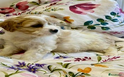 Cavapoo dogs for sale: Stunning F1 Cavapoo’s  - Image 3