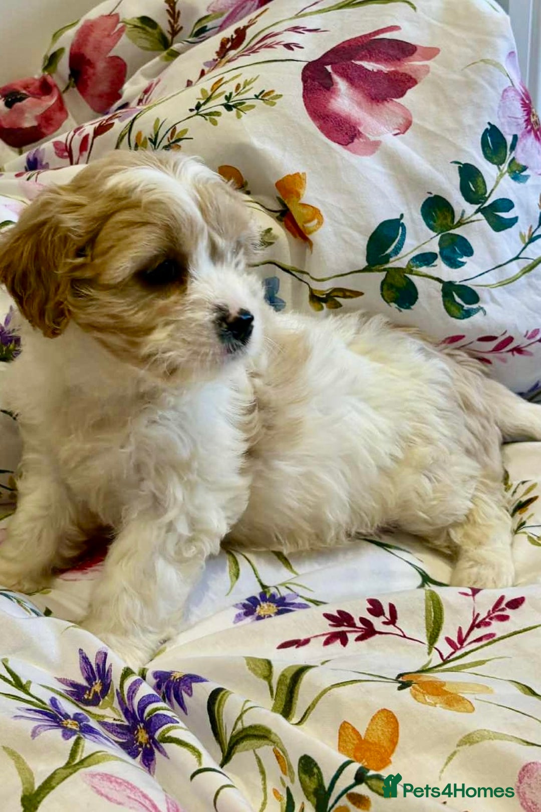 Cavapoo dogs for sale: Stunning F1 Cavapoo’s  - Image 3