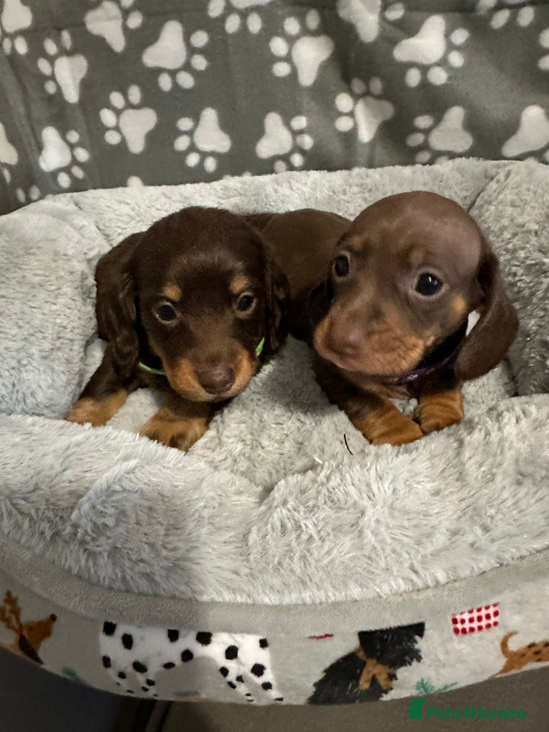 Miniature Dachshund dogs for sale: Miniature dachshunds  - Advert 9