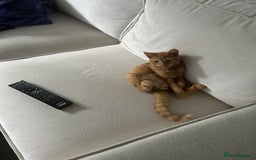 Domestic Shorthair cats for sale: ginger boy for energetic, loving home  - Image 2