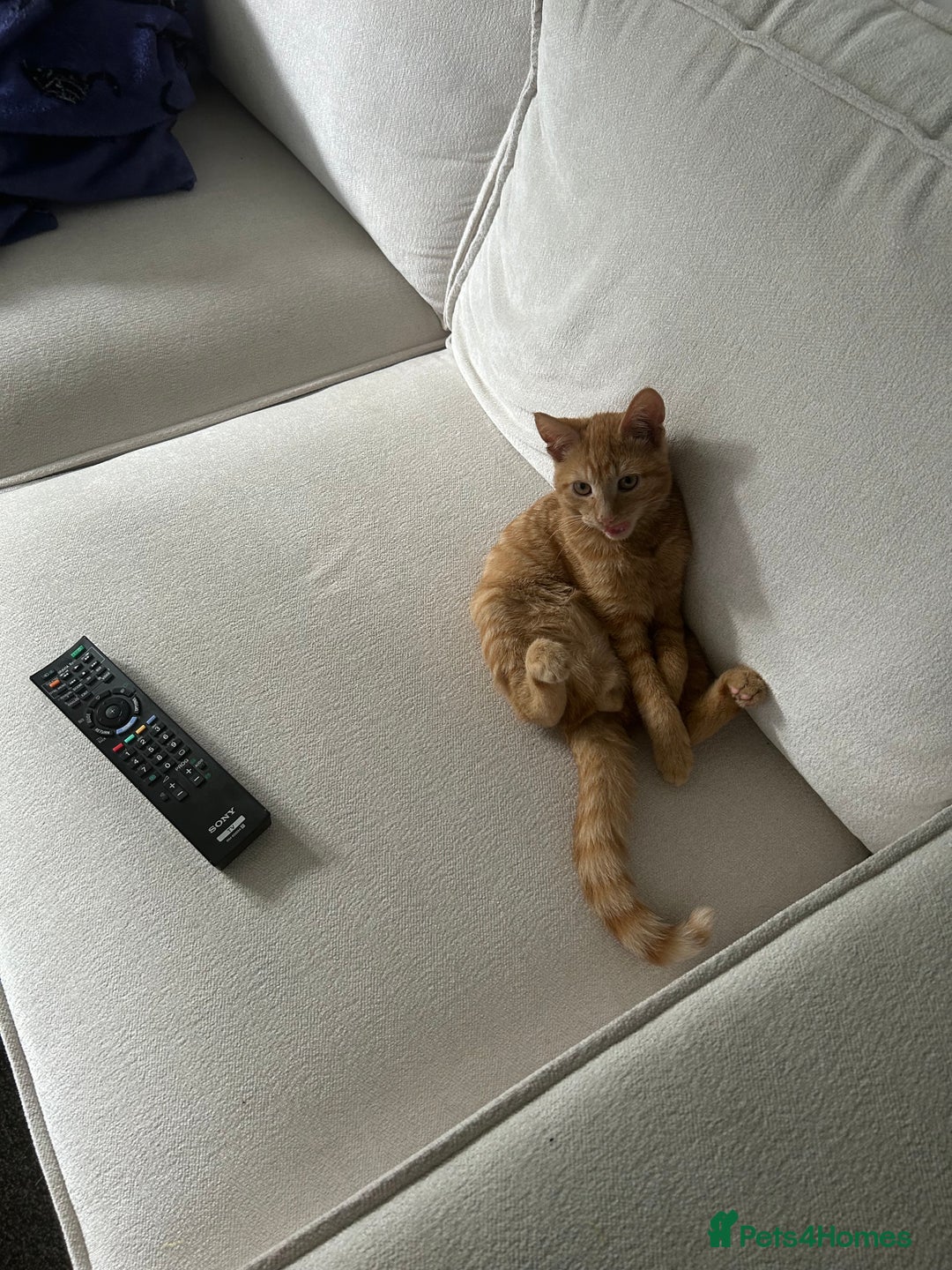 Domestic Shorthair cats for sale: ginger boy for energetic, loving home  - Image 2