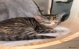 Domestic Shorthair cats for sale: Female Tabby and orange Kitten - Image 12