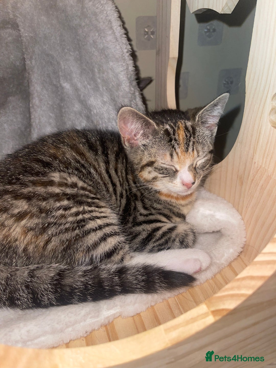Domestic Shorthair cats for sale: Female Tabby and orange Kitten - Image 12