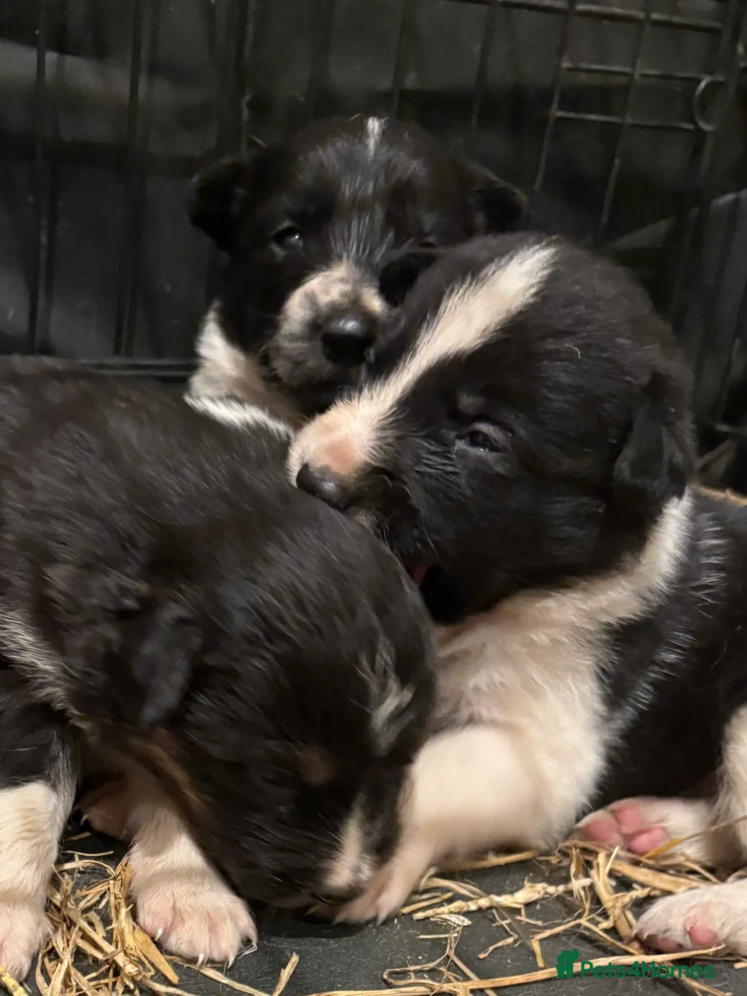 Border Collie dogs for sale: Gorgeous border collie pups - Advert 4
