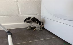 Mixed Breed dogs for sale: 6 beautiful jack russle cross cocker spaniels  - Image 18