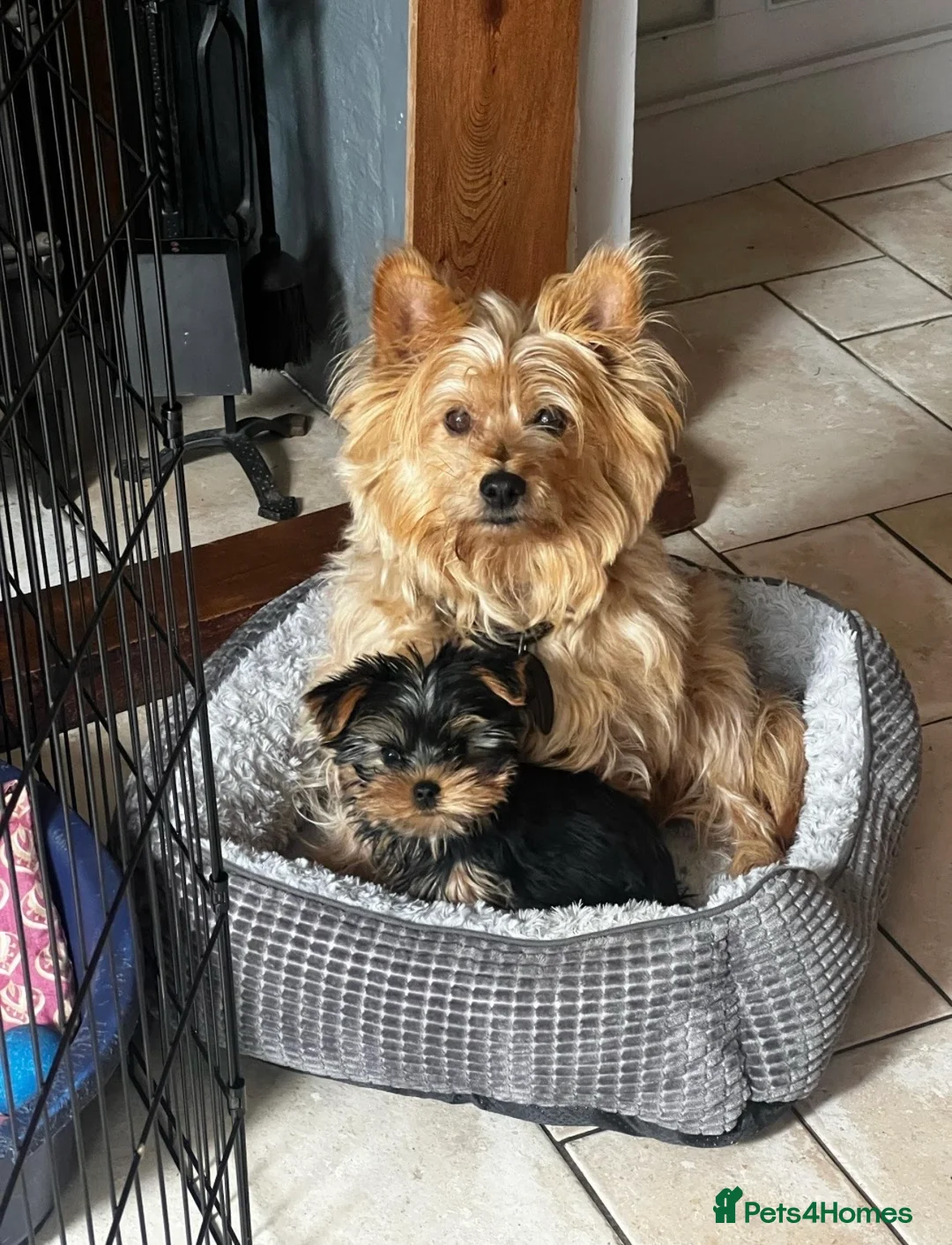 Yorkshire Terrier dogs for stud: FOR STUD KC registered Yorkshire Terrier - Advert 2